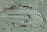 Cambrian Trilobite (Longianda) With Pos/Neg - Issafen, Morocco #170922-1